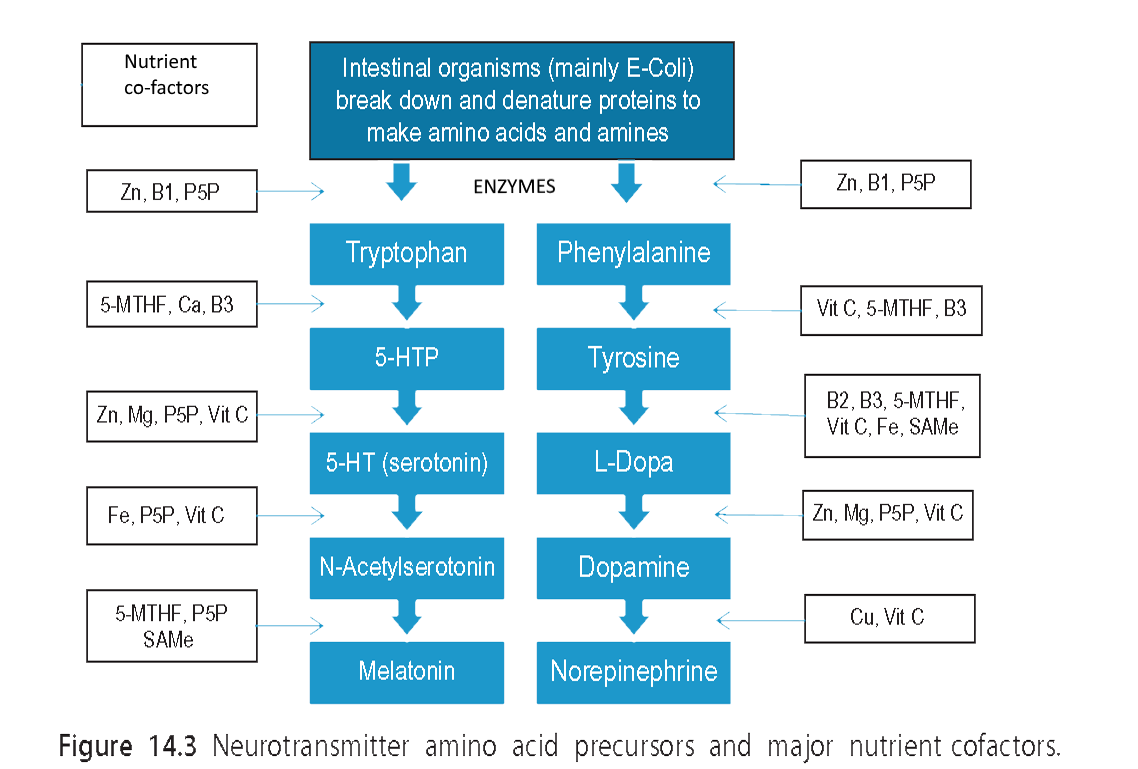 Nutrient Neurotransmitter Precursors